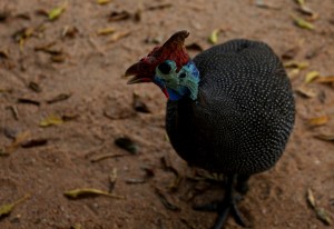 Kruger wild fowl