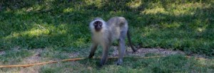 kruger monkey