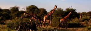 giraffes kruger