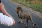 lion chase kruger