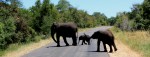 baby ellies in kruger