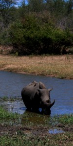 Kruger Rhino