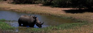 Rhino Kruger