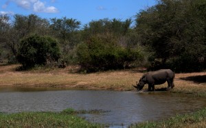 Rhino Kruger