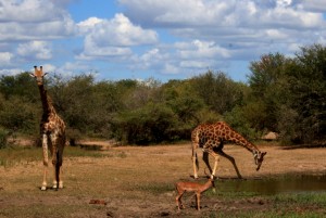 Giraffes Tanzania