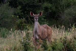 Deer Kruger