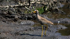 South African birds