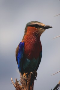 Kruger birds