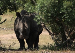 Rhino Kruger