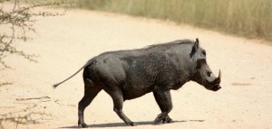 Wild boar Kruger