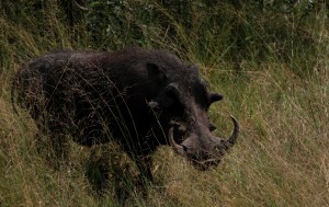 Wild boar Kruger