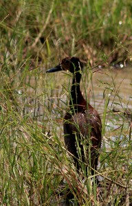 Birds Kruger