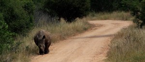 Rhino Kruger