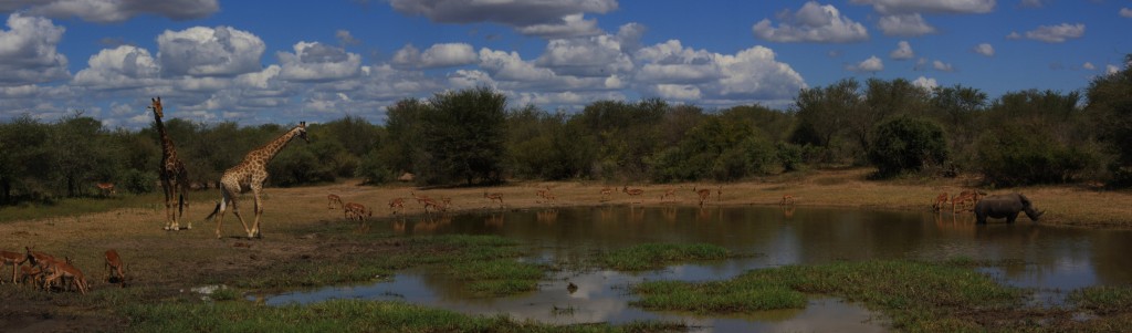 rhino pano 2E