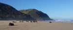 Cows on a beach South Africa