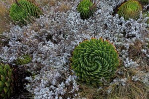 National flower of Lesotho (for the brainy people, that's Aloe Spiralis)