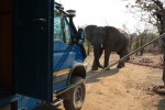 Elephant at camp Kariba Zimbabwe