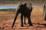 Baby elephant Zimbabwe