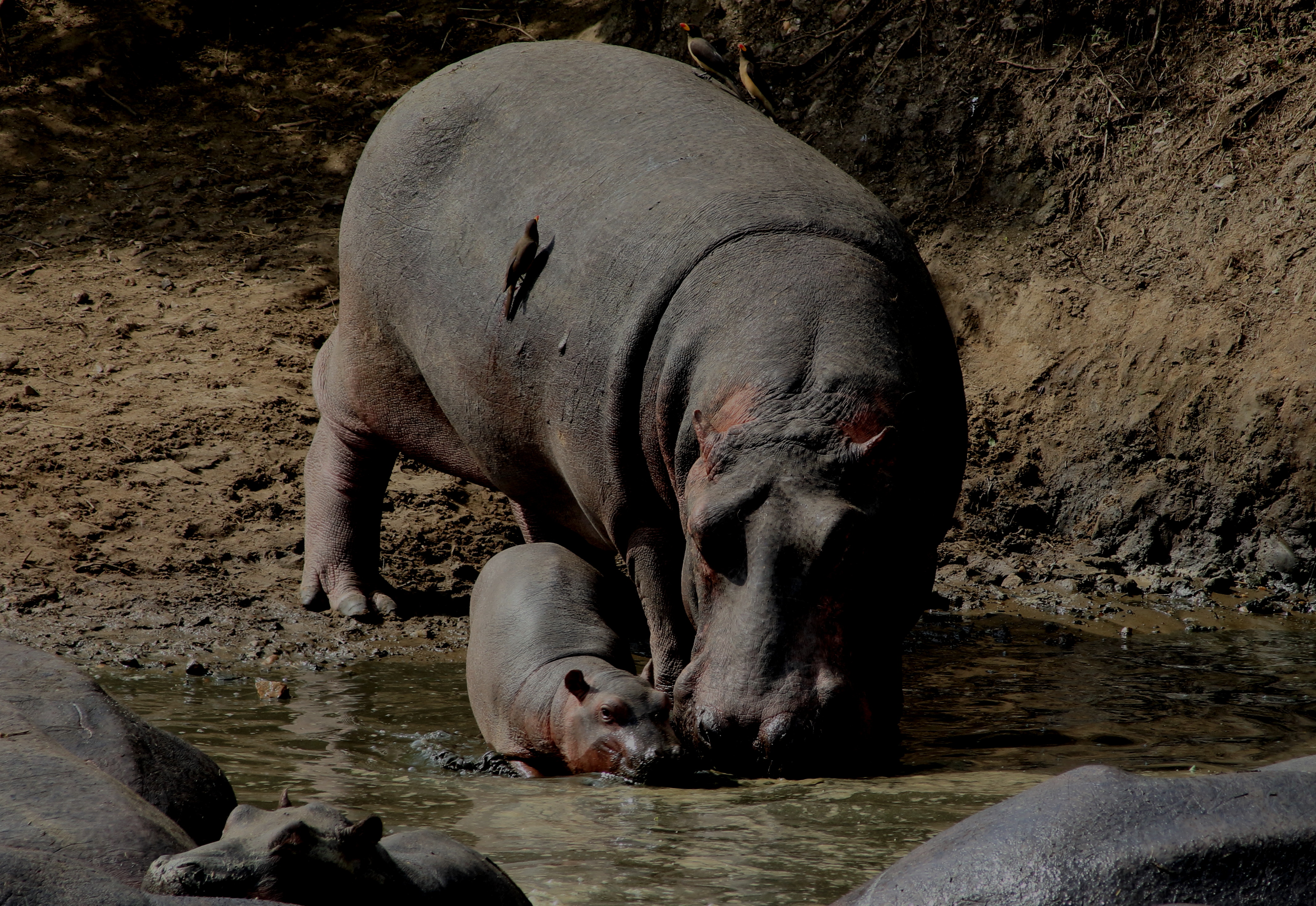 Baby Hippo Tanzania