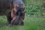 Hippo Kenya