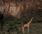 Kenya Giraffes