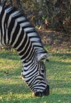 zebra zimbabwe