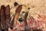 lion cub feasting zimbabwe