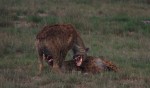 hyena Amboseli Kenya