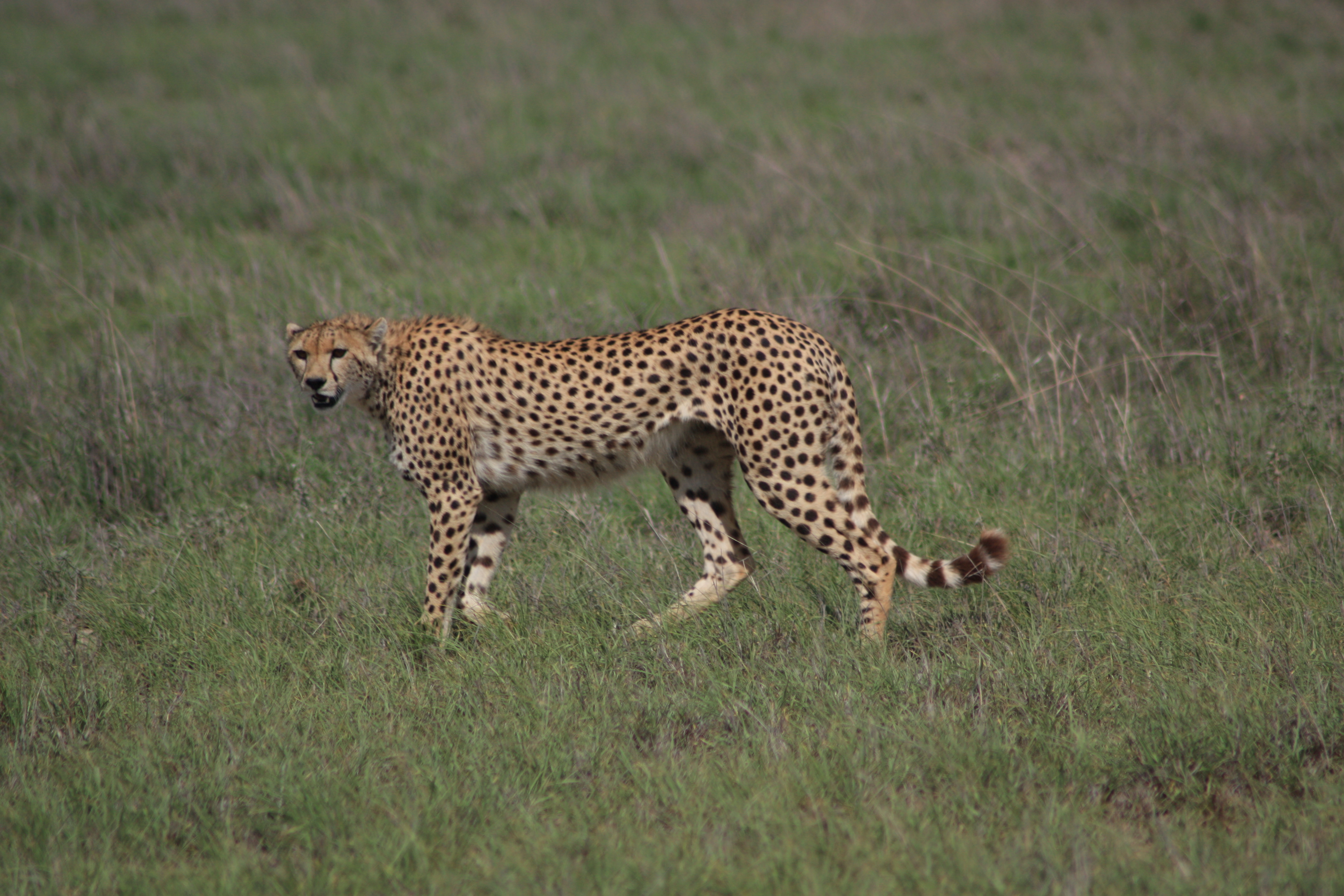 cheeta Amboseli Park