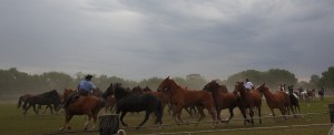 gaucho horses argentina