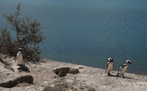 Patagonia penguins