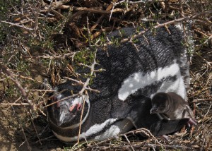 baby penguin patagonia