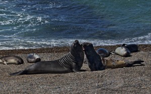 seals Patagonia