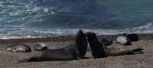 seals fighting