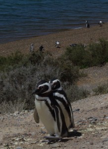 Penguins Argentina