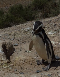 Penguin Argentina