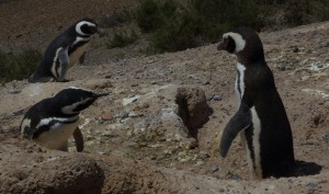 Penguins Patagonia