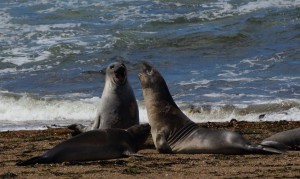 elephant seals