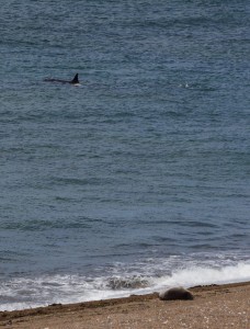 Orca eyeing up a seal