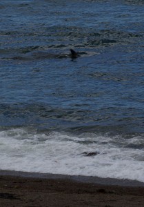 Orca Argentina