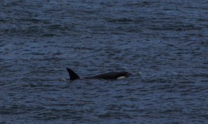 Orca Peninsula Valdez Argentina