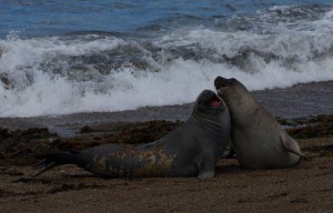 seals Argentina