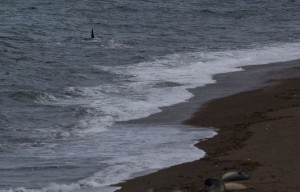 Orca Peninsula Valdez Argentina