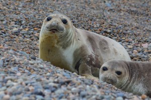 seals Argentina