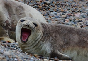 seal Argentina