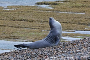 seal Patagonia