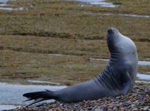 seal Patagonia