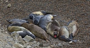 seals Patagonia