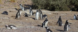 Patagonia penguins