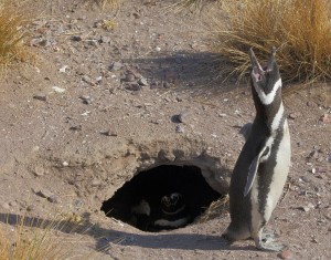 nesting penguins